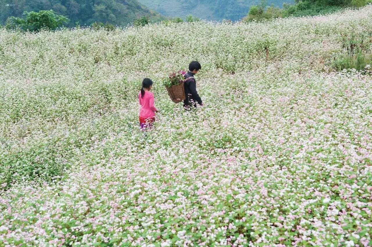 Thung lũng Sủng Là: 'Ốc đảo' yên bình trên cao nguyên đá Hà Giang Thung lũng Sủng Là: 'Ốc đảo' yên bình trên cao nguyên đá Hà Giang